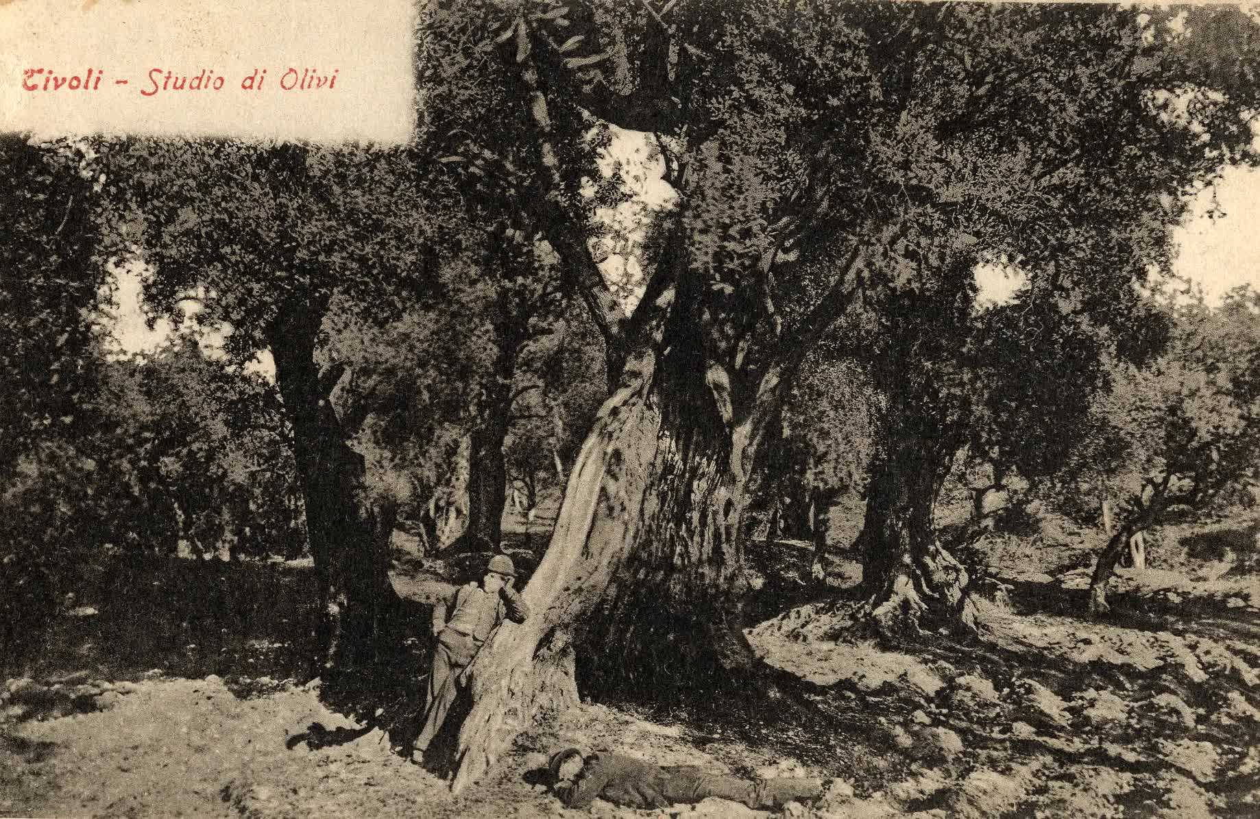 Gli oliveti di Tivoli