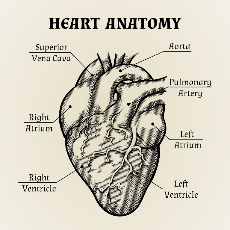 Nel labirinto del cuore