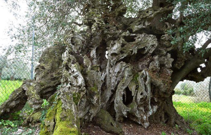 Gli oliveti di Tivoli