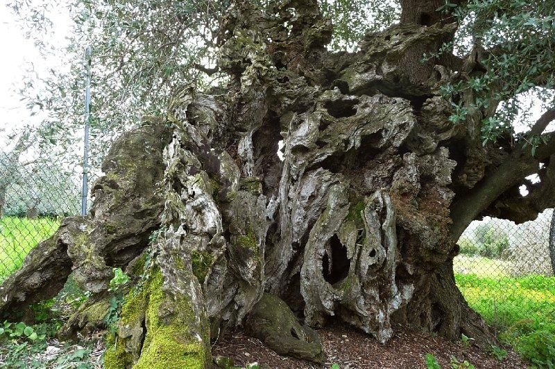 Gli oliveti di Tivoli