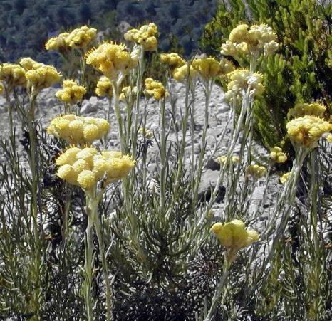 La natura ci da una mano: le piante adattogene