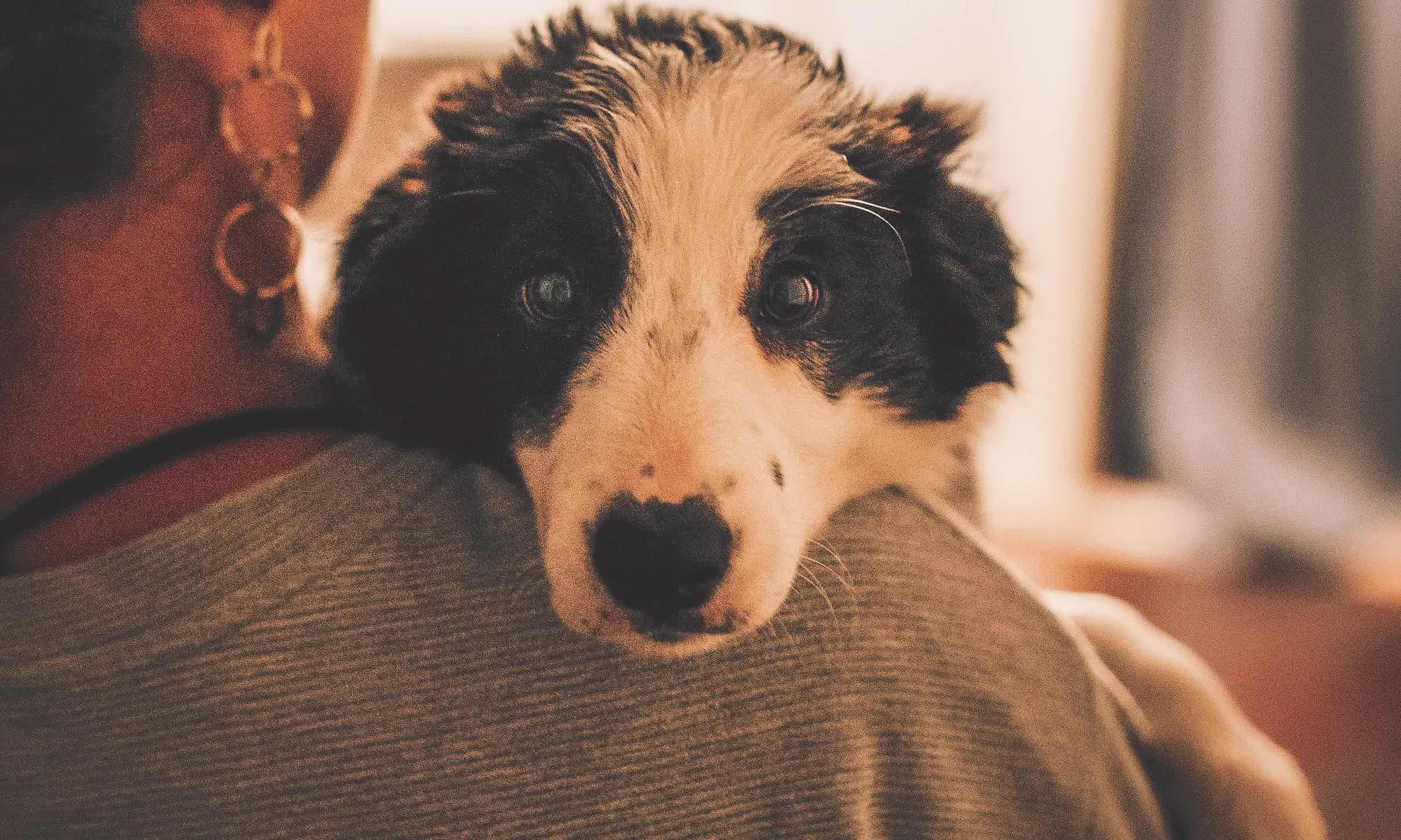 La felicità durante il Covid-19 è un cucciolo caldo