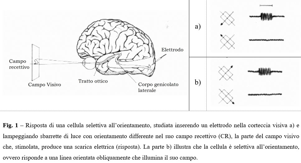 Cos'è la Neuroestetica?