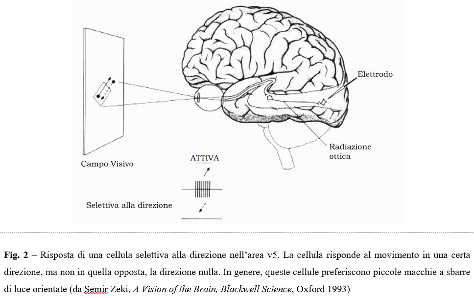 Cos'è la Neuroestetica?