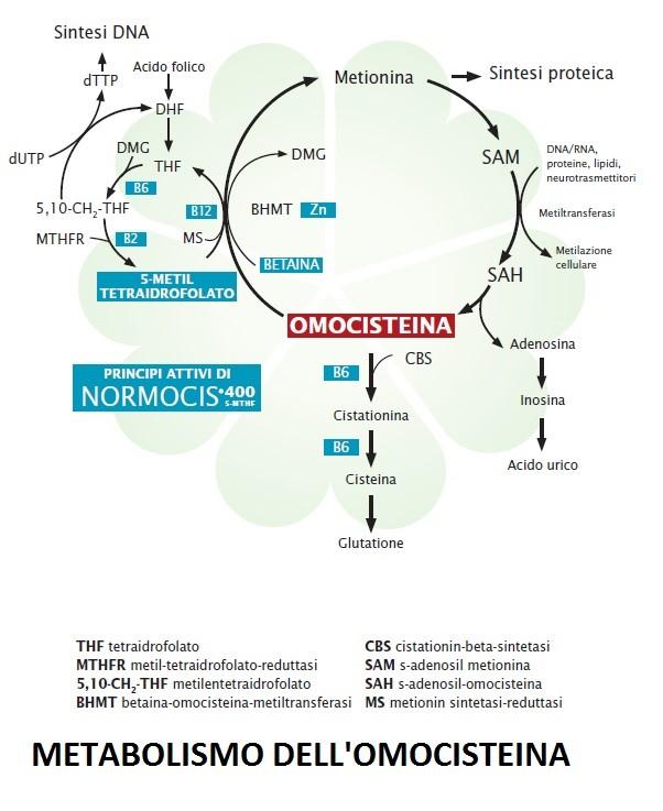 Un aminoacido s(comodo)