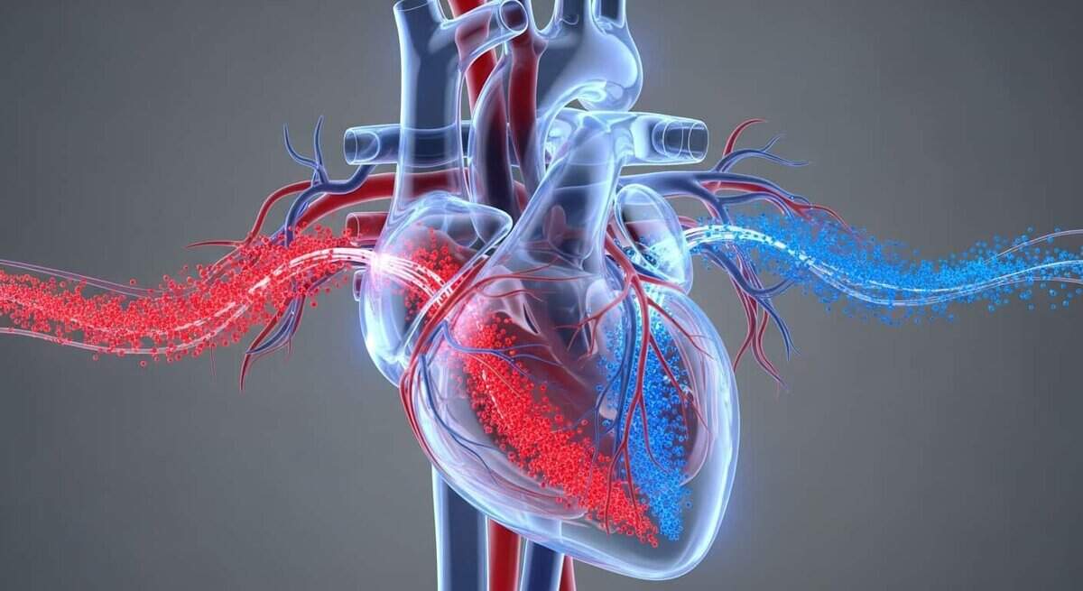 Modello matematico del cuore con simulazione fluidodinamica dei seni di Valsalva.